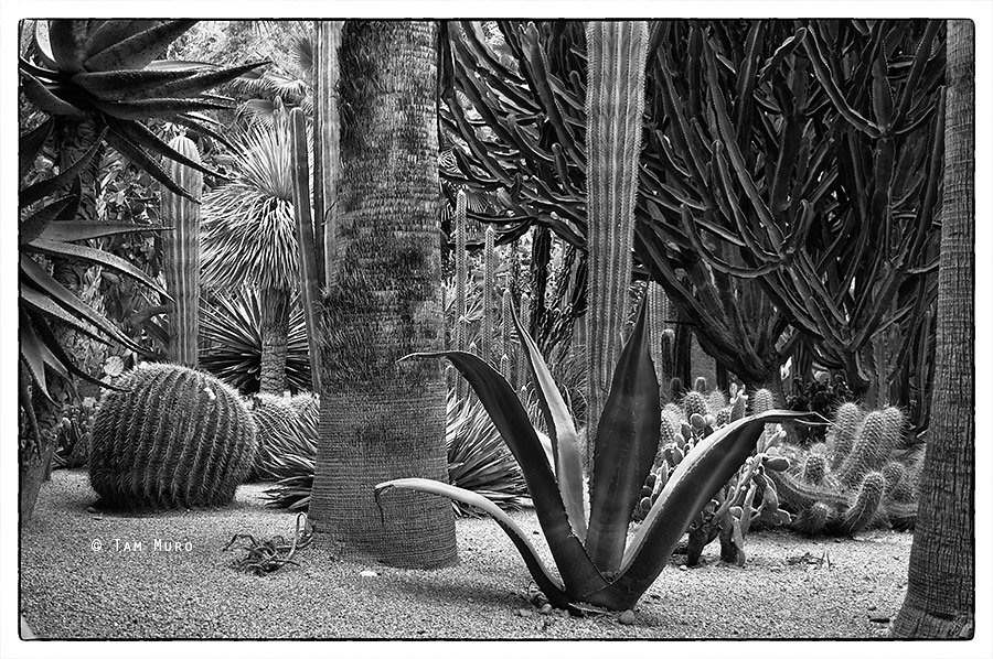 Jardín Majorelle, Marrakech