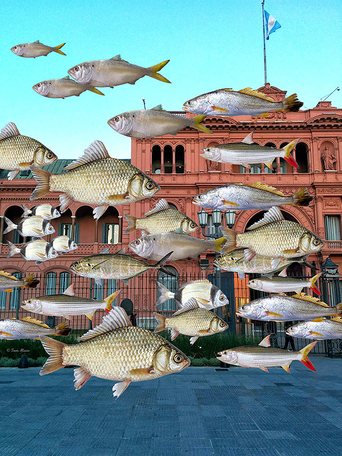 Un montón de pescados